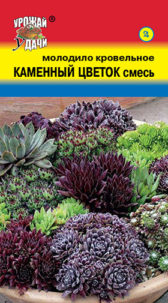 Молодило Каменный цветок, смесь  УУ