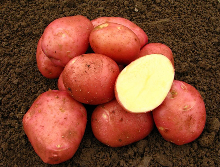 Картофель семенной Беллароза (2021г) ЦЕНА за 1кг