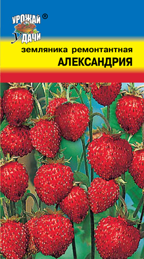 Земляника Александрия ремонтантная, ц/п УУ